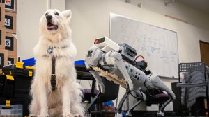 Donhyun Kim'in laboratuvarında çekilmiş bu fotoğrafta, beyaz tüylü bir köpek ve yanında dört bacaklı bir robot köpek yer alıyor. Köpek oturmuş ve ağzı açık bir şekilde yukarıya bakıyor. Robot köpek ise metalik gri renkte ve üzerinde çeşitli elektronik parçalar bulunuyor. Arka planda beyaz bir tahta ve bazı kutular görülüyor. Fotoğraf betimleme: Be My Eyes yapay zeka